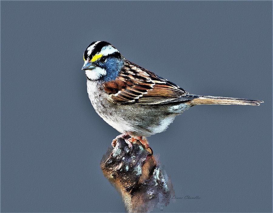 White-Throated Sparrow Digital Art by Diane Chandler