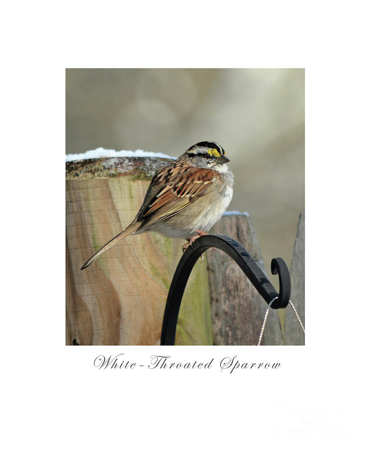 White Throated Sparrow Photograph by Dianne Morgado
