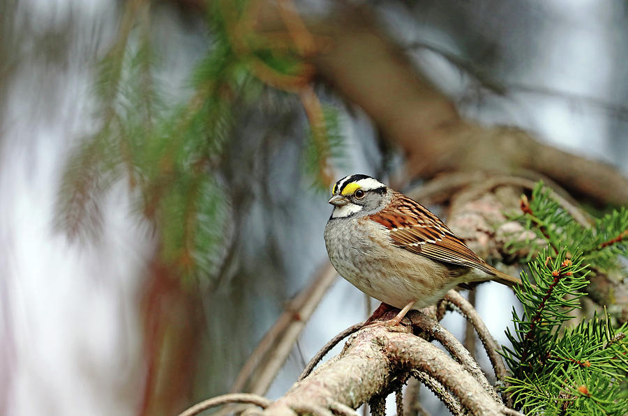 White Throated Sparrow In Spruce Tree Photograph by Debbie Oppermann