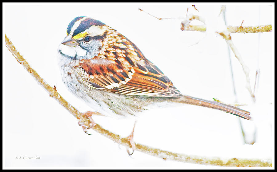 White Throated Sparrow in Winter Photograph by A Macarthur Gurmankin