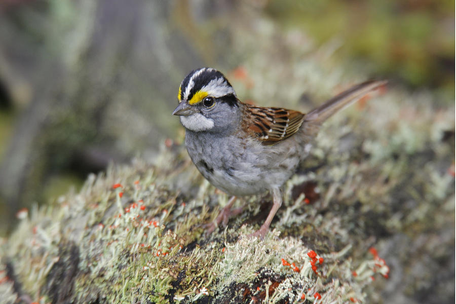 White-throated Sparrow Photograph by James Zipp