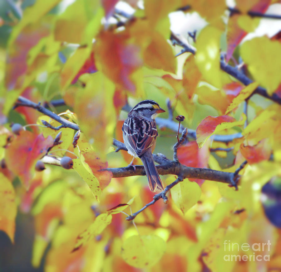 White-throated Sparrow Surrounded by Autumn  Photograph by Kerri Farley