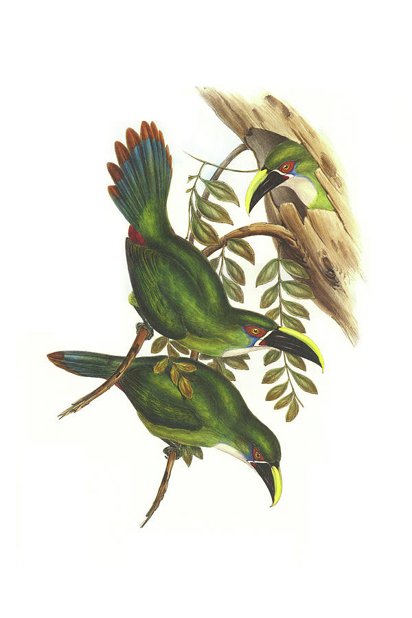 White Throated Toucanet Painting by John Gould White Throated Toucanet Painting by John Gould