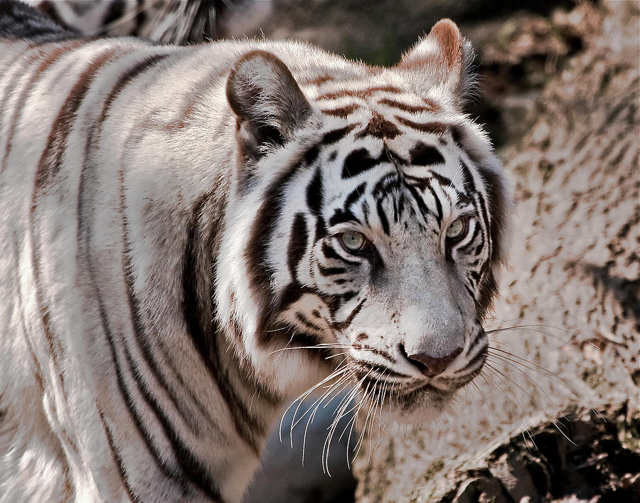 White Tiger 2 Photograph by Galloimages Online - Fine Art America