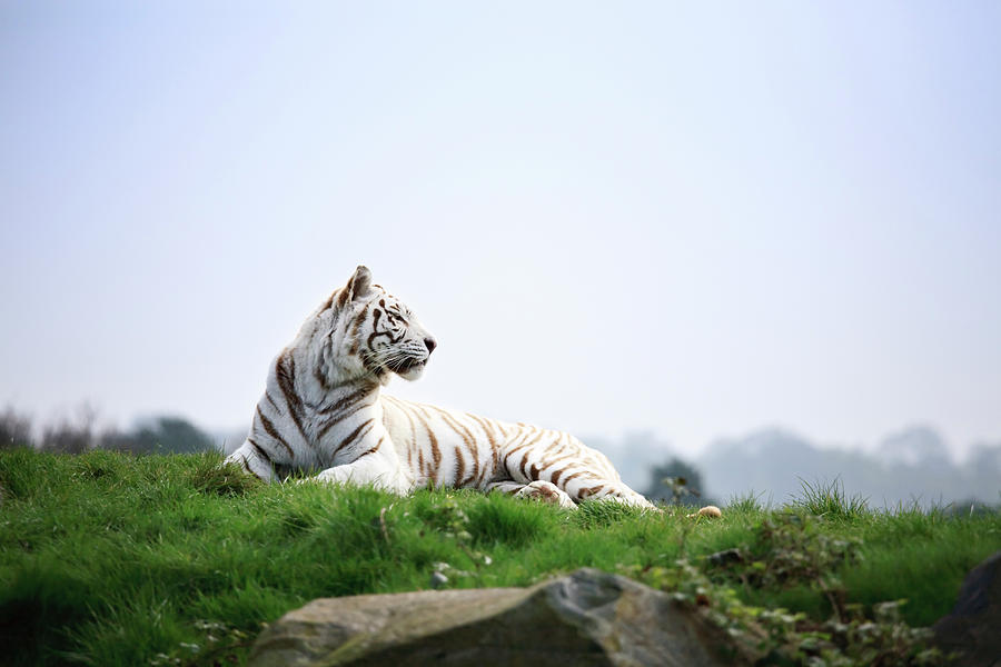 White Tiger Basking In The Sun Photograph by Drrave