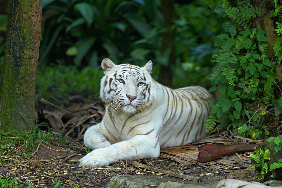 White Tiger Captive Photograph by Tuul & Bruno Morandi