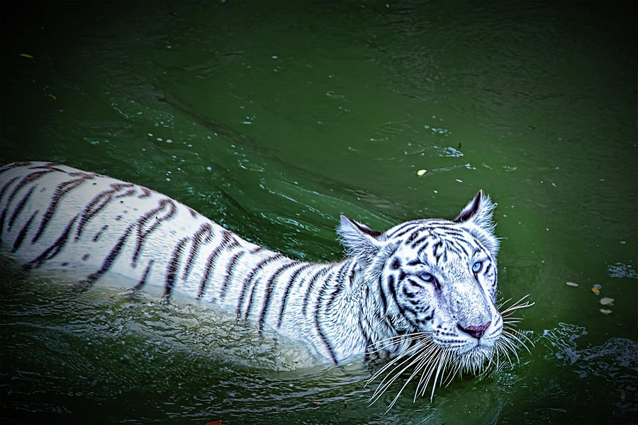 White Tiger Photograph by Created By Swasti Verma