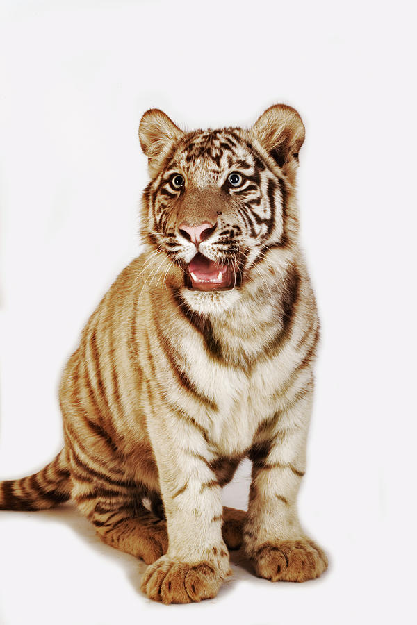 White Tiger Cub Panthera Tigris Spp Photograph by Martin Harvey
