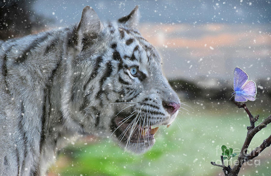 White Tiger Curiosity by Stephan Grixti White Tiger Curiosity by Stephan Grixti