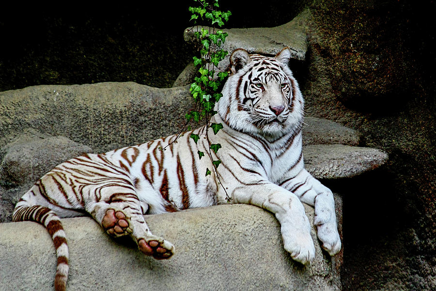 White Tiger Photograph - White Tiger by Galloimages Online
