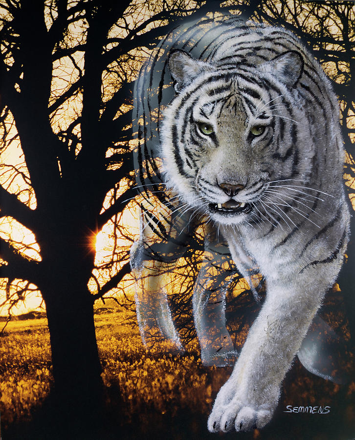 White Tiger Photograph by Gordon Semmens