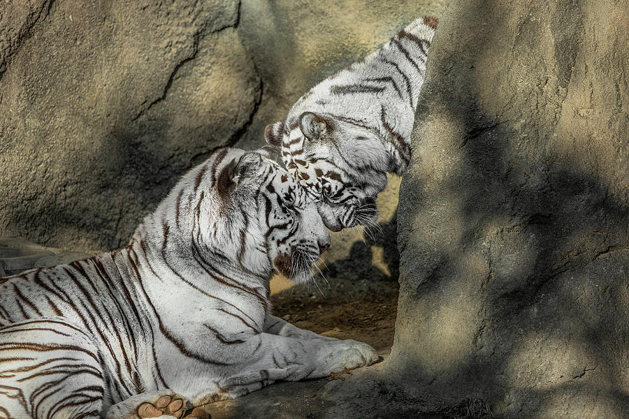 White Tiger Headbutt Photograph by Galloimages Online