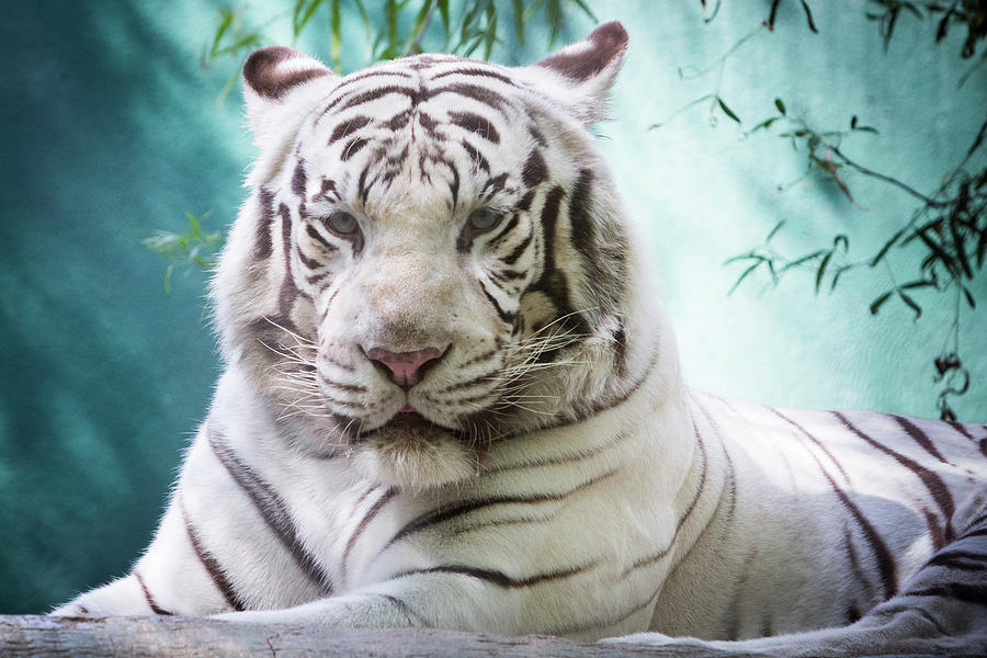 White Tiger Headshot Photograph by SR Green