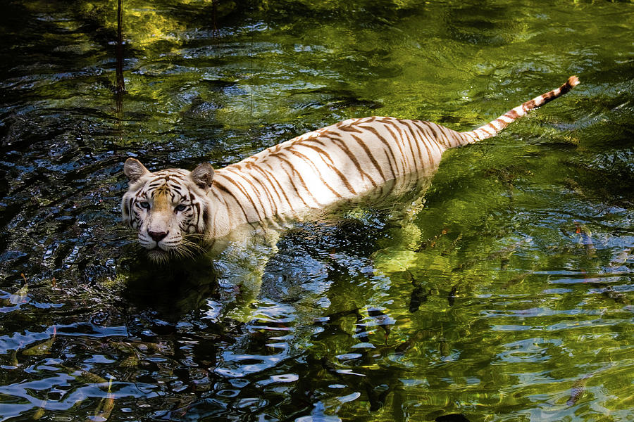 White Tiger In The Water Photograph by Genkigenki