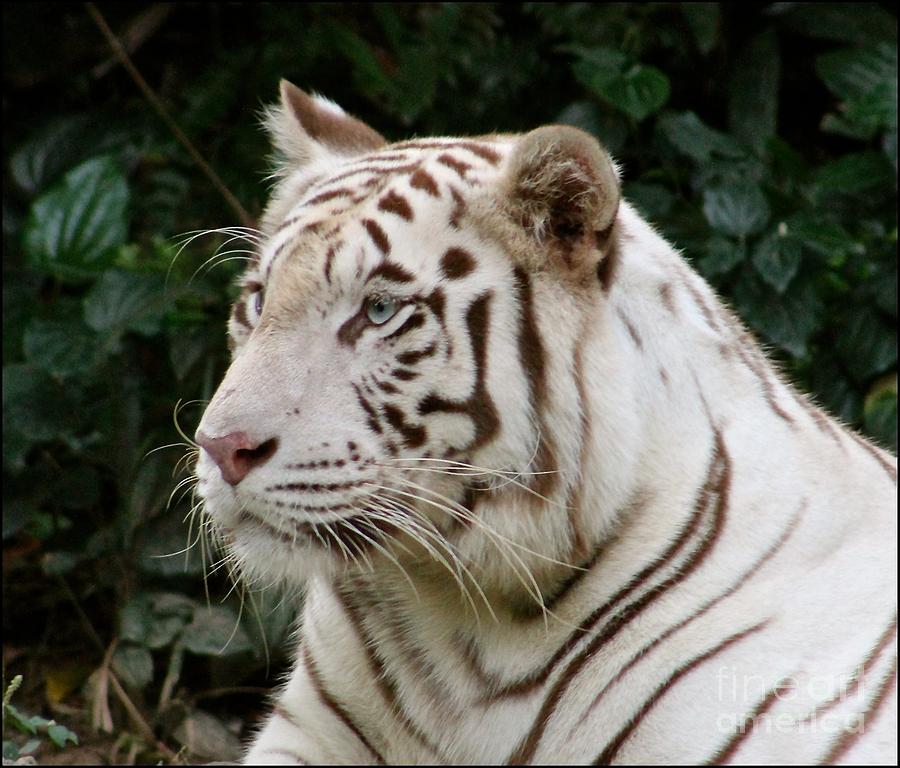 White Tiger Photograph By Karen Moss - Fine Art America