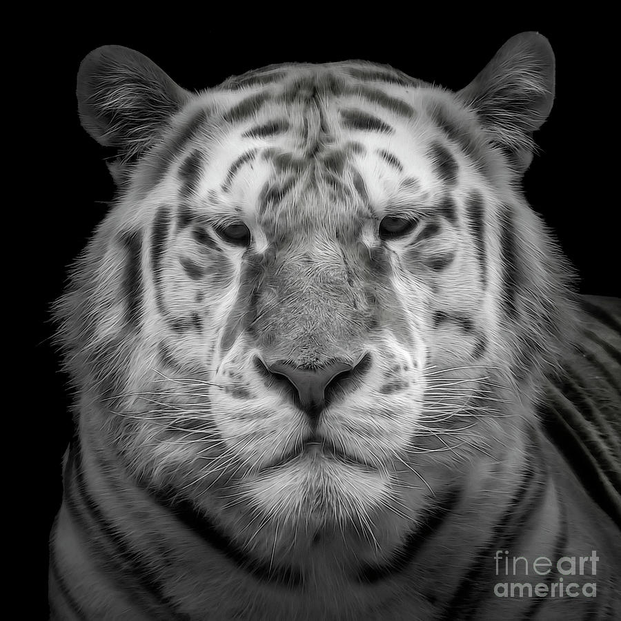 White Tiger Photograph by Kathy Baccari