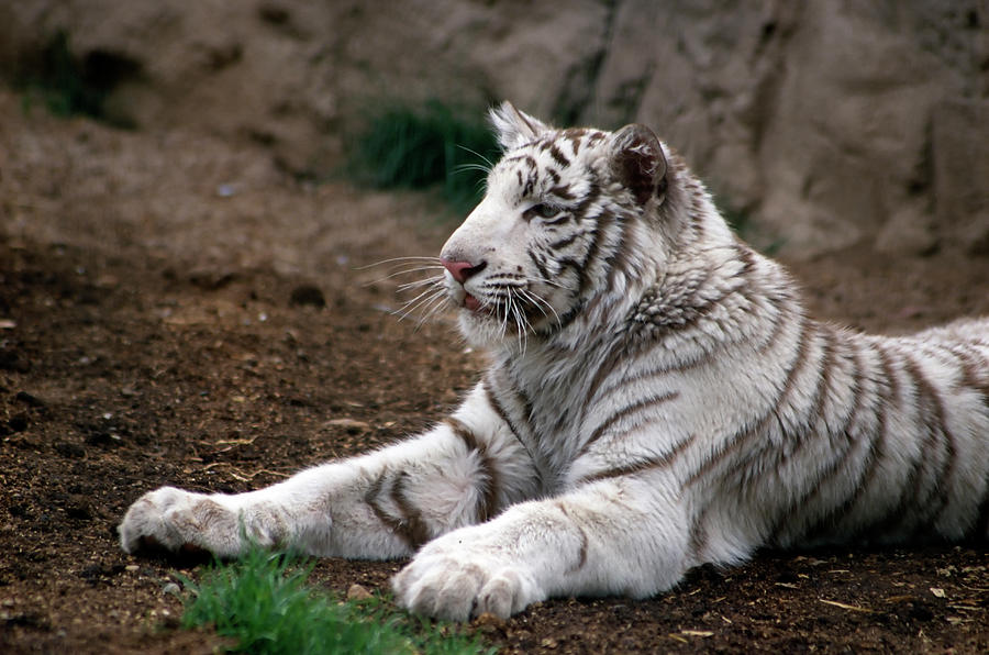 White tiger laying on the ground watching intently - ANIM530 00201 ...