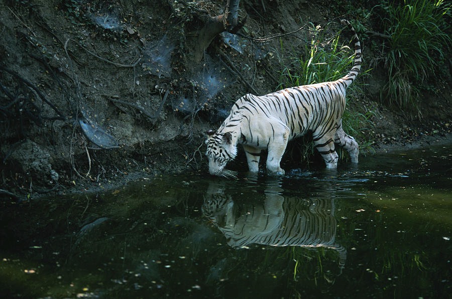 White Tiger Panthera Tigris Drinking Photograph by Anup Shah