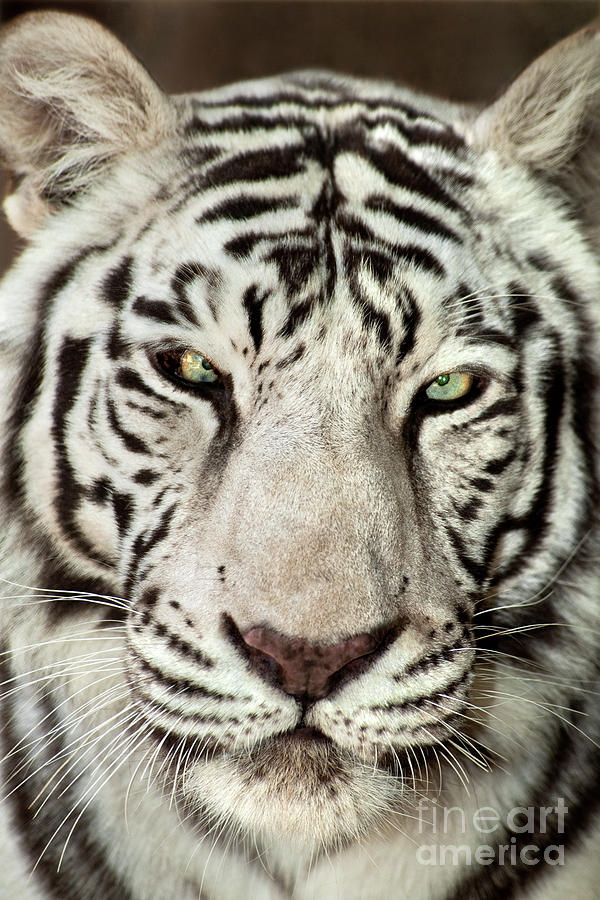 White Tiger Panthera Tigris Endangered Wildlife Rescue Photograph by Dave Welling