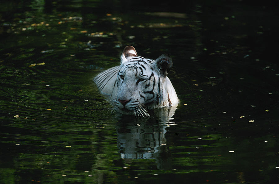 White Tiger Panthera Tigris In Lake Photograph by Anup Shah