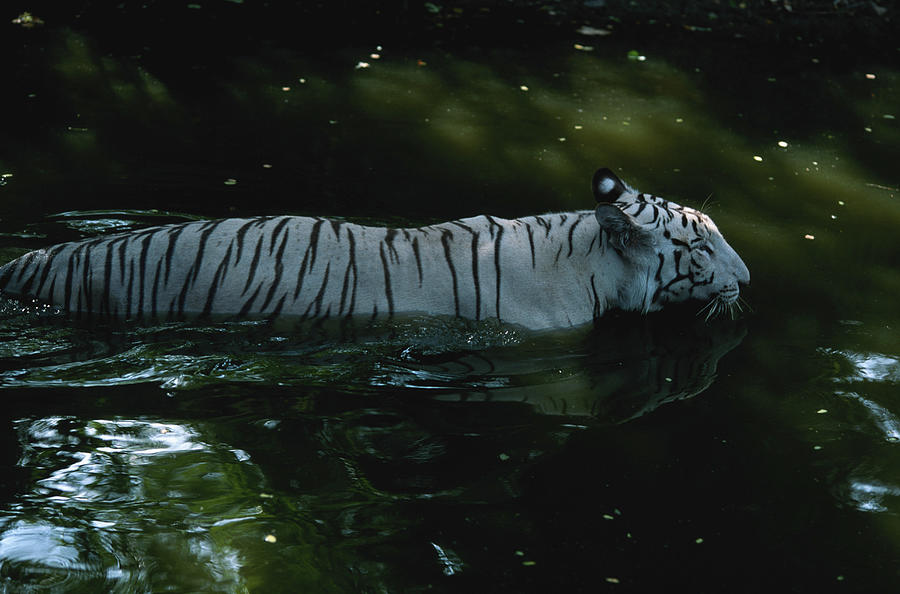White Tiger Panthera Tigris In Water Photograph by Anup Shah