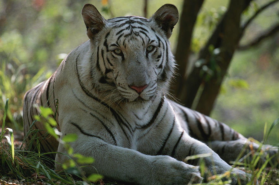 White Tiger Panthera Tigris Sitting Photograph by Anup Shah