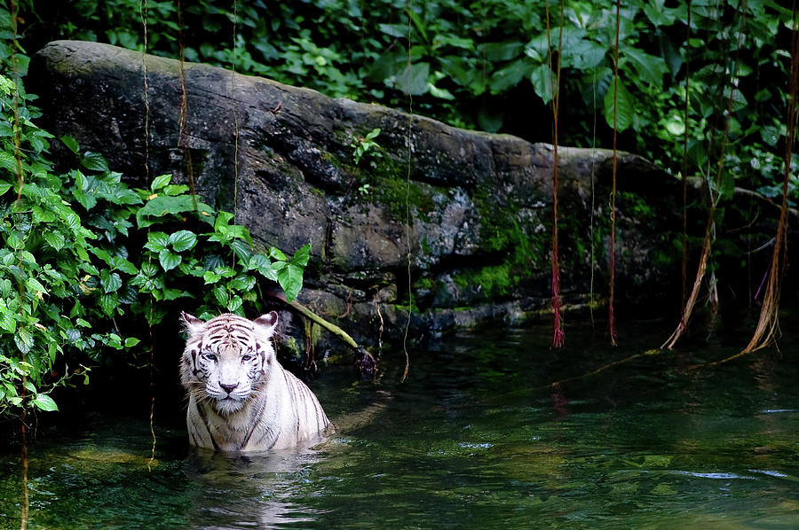 White Tiger Photograph by Sundaram D Nishanka . Photo By Nish. Sd Nish