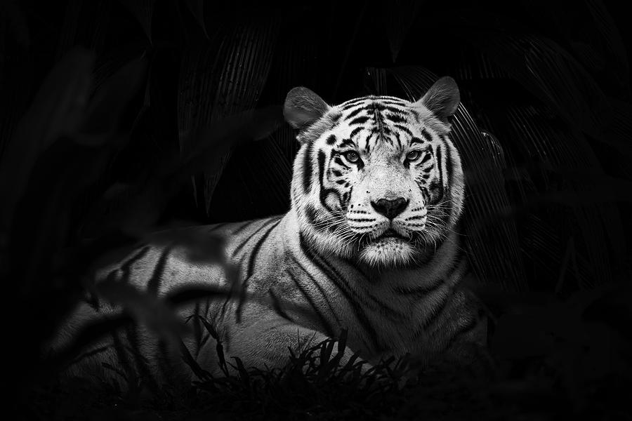 White Tiger Photograph by Twee Liang Wong - Fine Art America