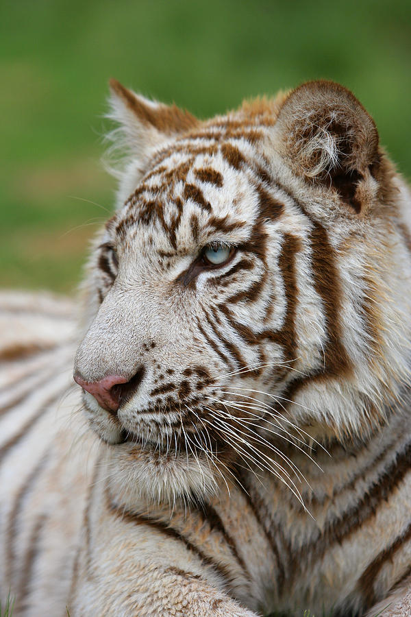 White Tiger Two Photograph by Manoafrica