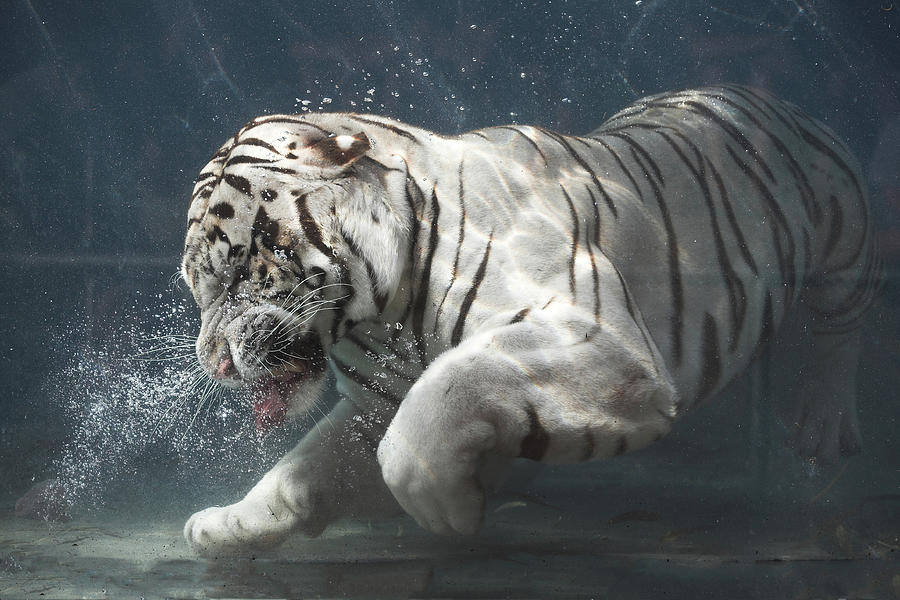 White Tiger Underwater Sneez Photograph by Buck Forester