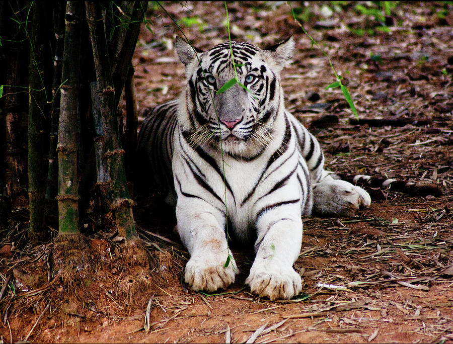 White Tiger Photograph by Vaithiyanathan.k