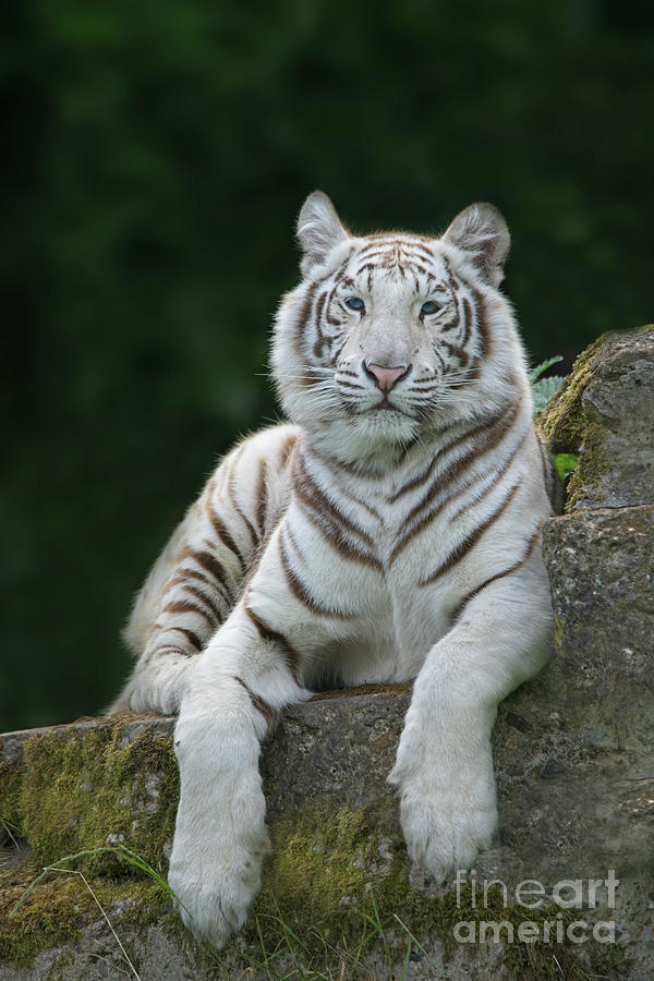 white tiger blue eyes tumblr