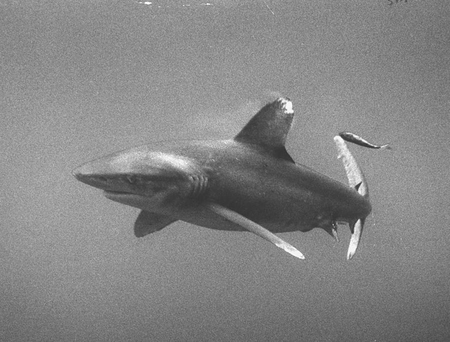 Sharks Photograph - White-tip shark prowling Gulf of Mexico. by Peter Stackpole