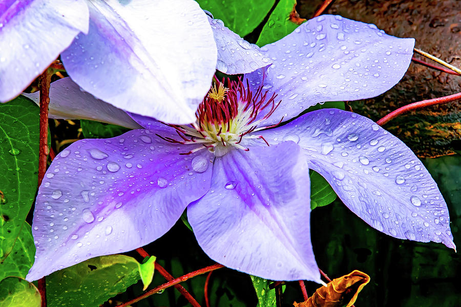 White Tipped Clematis in the rain Digital Art by Ed Stines