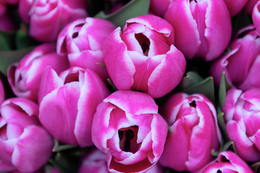 Tulips Photograph - White Tipped Fuchsia Tulips by Tina Walsh Tulips Photograph - White Tipped Fuchsia Tulips by Tina Walsh
