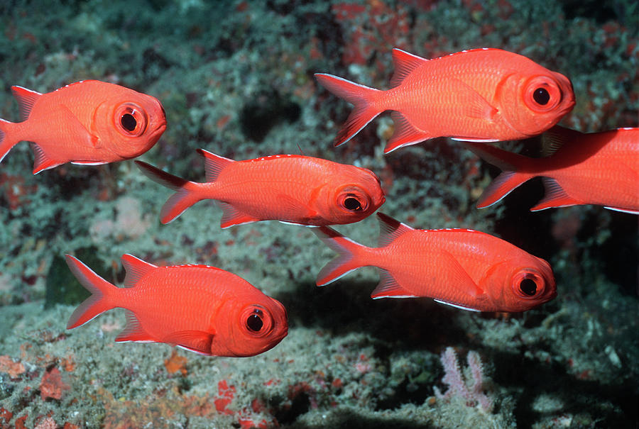 White-tipped Soldierfish Myripristis Photograph by Georgette Douwma