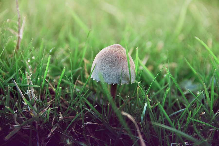 White toadstool hidden in the grass Photograph by Scott Lyons