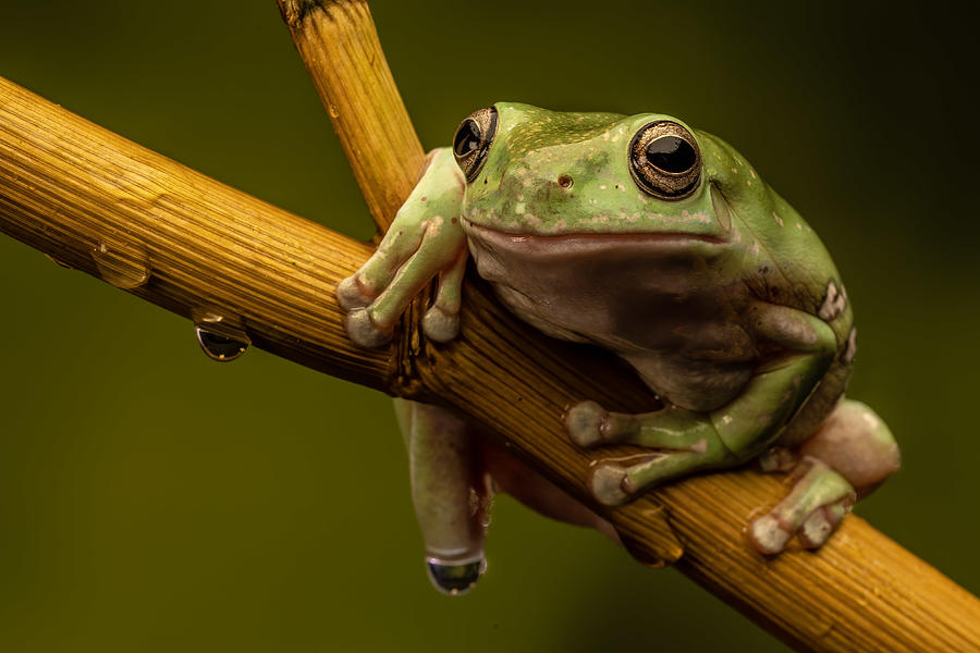 Nature Photograph - White Tree Frog by David Bennion