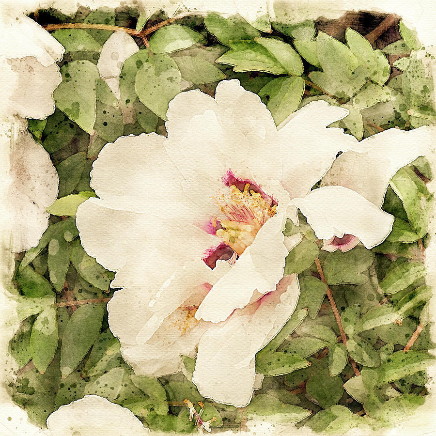 White tree peony flower by Edita Edith Anna Brus White tree peony flower by Edita Edith Anna Brus
