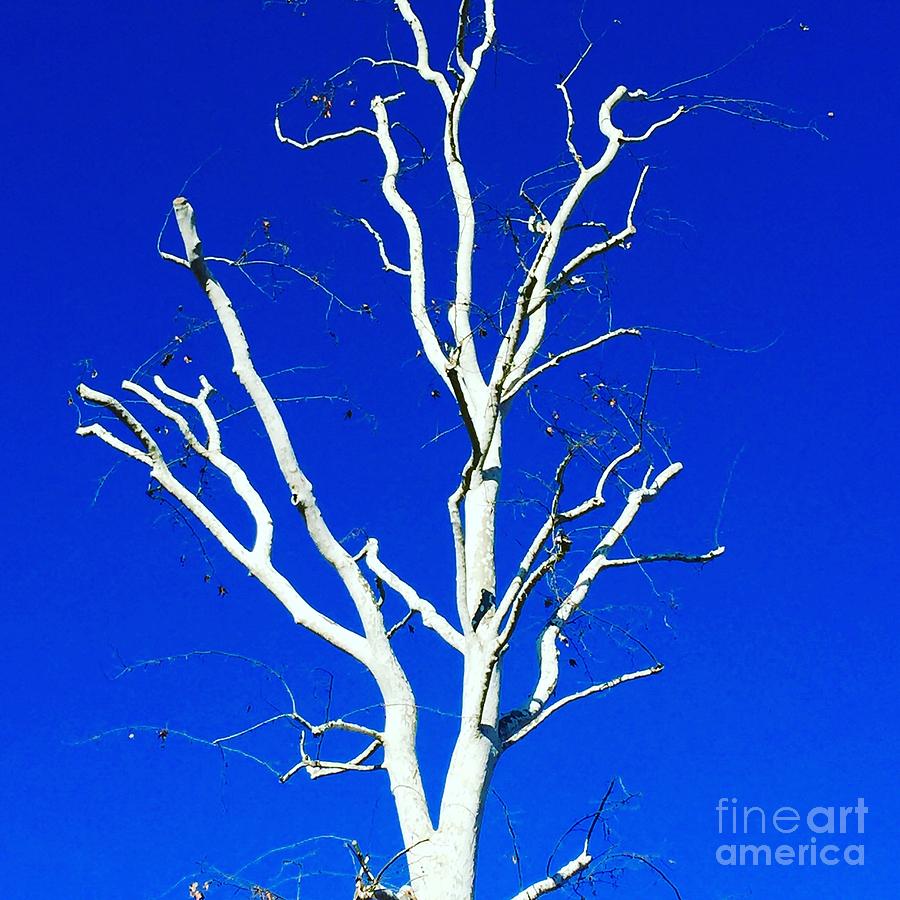 White Tree Photograph by Suzanne Lorenz