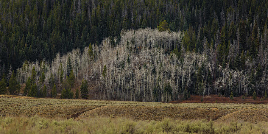 White aspen trees, Wyoming Photograph by Julieta Belmont