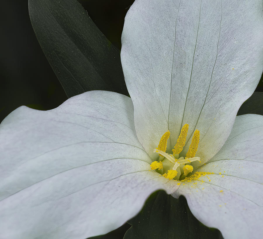 Still Life Photograph - White Trillium by Vivian Wang