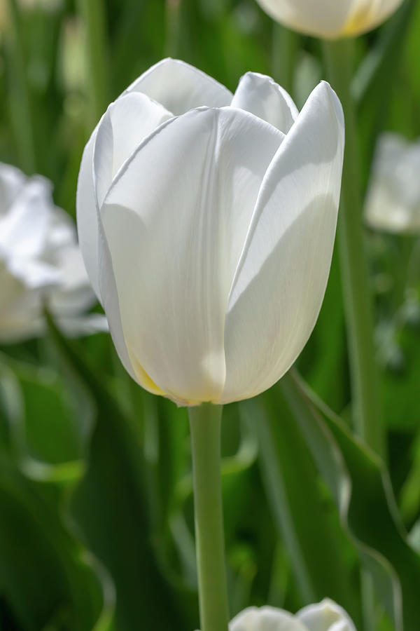 White Tulip 2 Photograph by Dawn Cavalieri