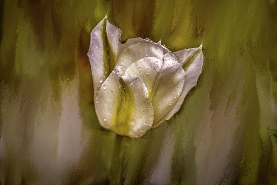Abstract Mixed Media - White Tulip After Rain #i7 by Leif Sohlman