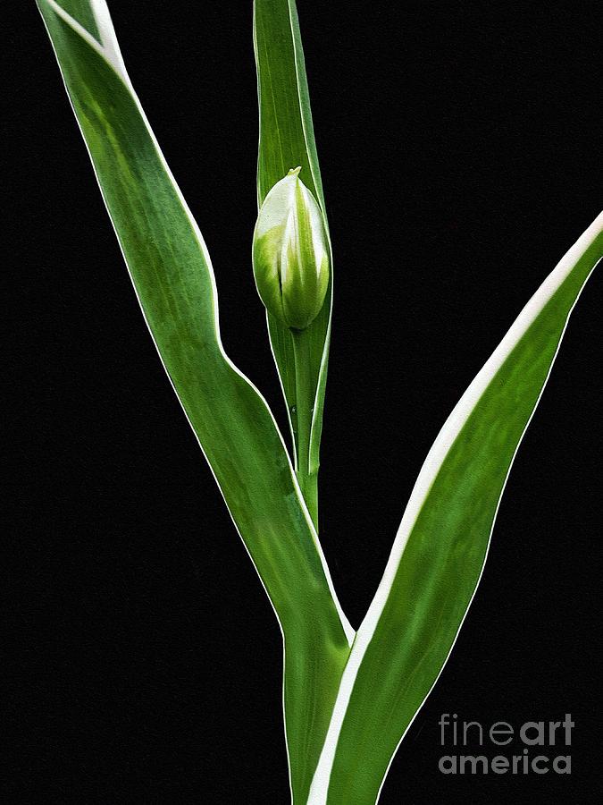 White Tulip Bud Photograph by Diana Rajala