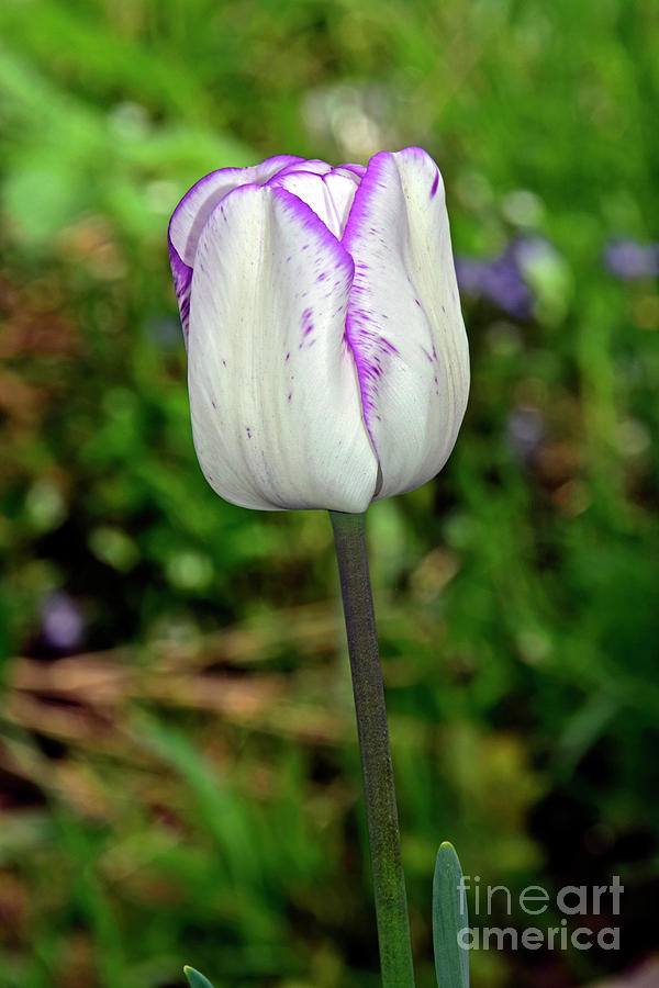 White Tulip Cup Photograph