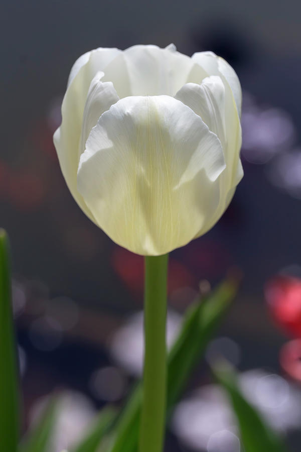 White Tulip Photograph by Dawn Cavalieri