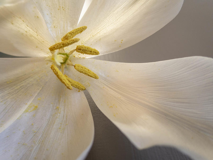 Still Life Photograph - White Tulip by Edita Edith Anna Brus