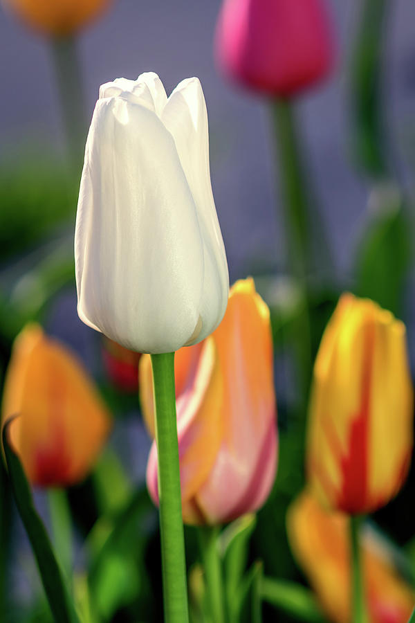  White tulip glow Photograph by Jack Clutter