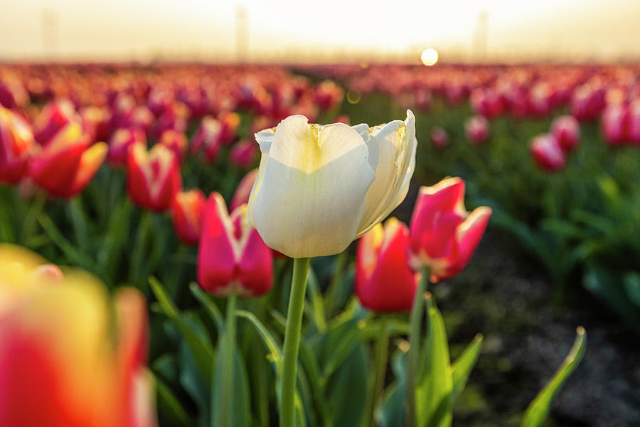 White Tulip Growing On Red Tulips Field In Sunsetting Light. Photograph ...